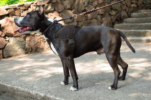 Chest Padded Nylon Dog Harness