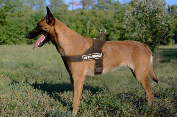 Tracking Nylon Belgian Malinois Harness