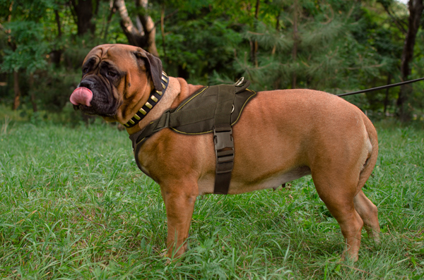 Training Nylon Bullmastiff Harness