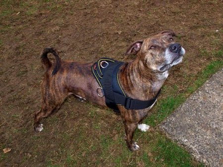 Walking Nylon Harness on Pitbull