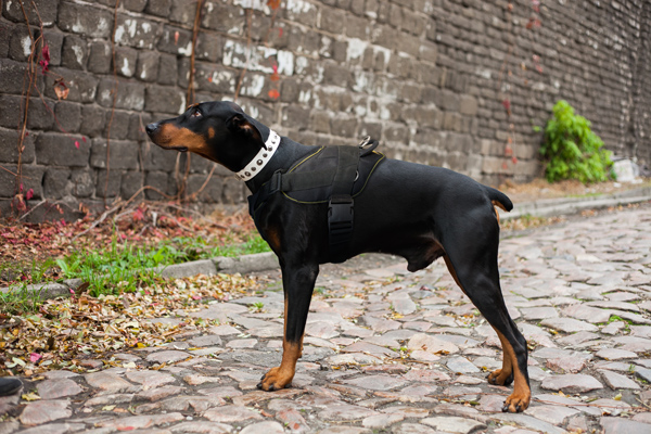 Chest Padded Nylon Doberman Harness