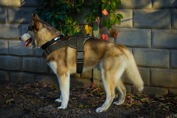 Walking Nylon Dog Harness on Siberian Husky