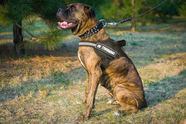 Tracking Nylon Boxer Harness