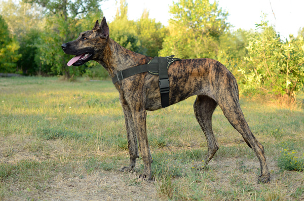 Chest Padded Nylon Great Dane Harness