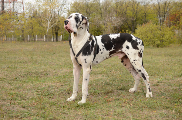 Pulling Training Leather Great Dane Harness