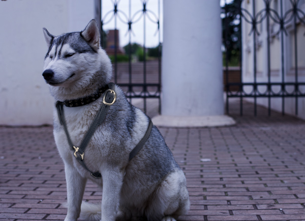Lightweight Leather Dog Harness on Siberian Husky