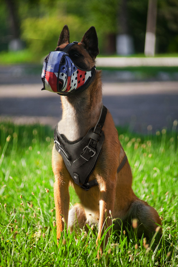 Attack Training Leather Belgian Malinois Harness