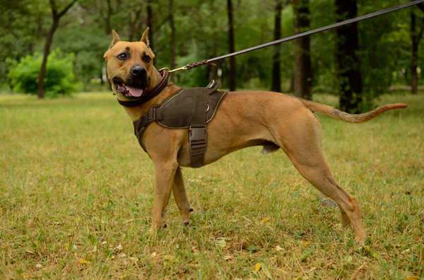 Agitation Training Nylon Pitbull Harness