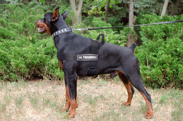 Attack Training Nylon Doberman Harness