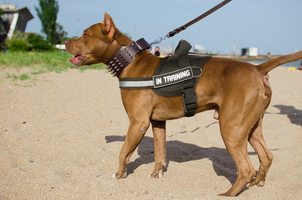 Walking Training Nylon Pitbull Harness