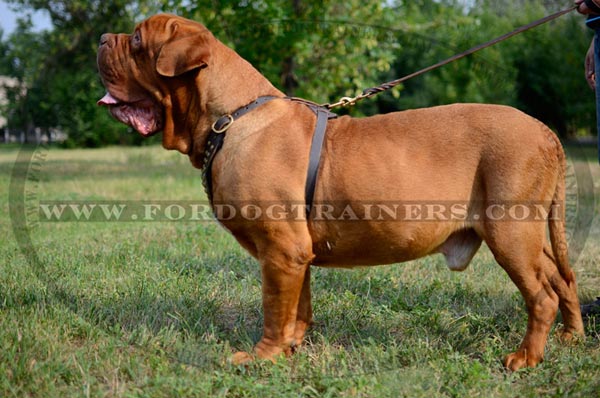 Dogue-de-Bordeaux harness with riveted brass studs