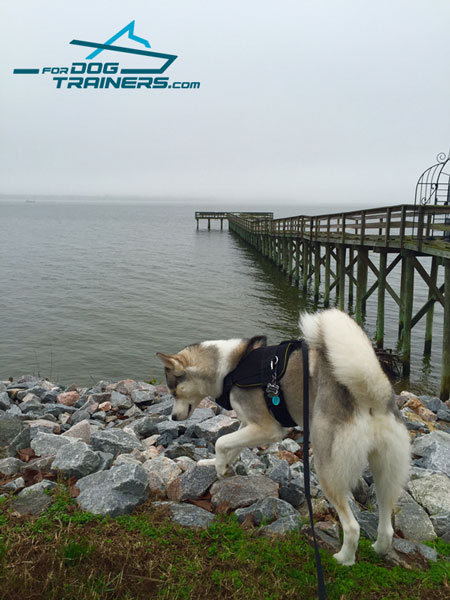 Nylon Siberian Husky Pulling Harness for Any Weather Walking