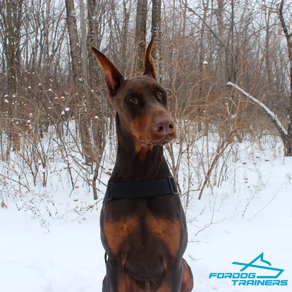 Any Weather Doberman Harness for Ruby Comfy Walking