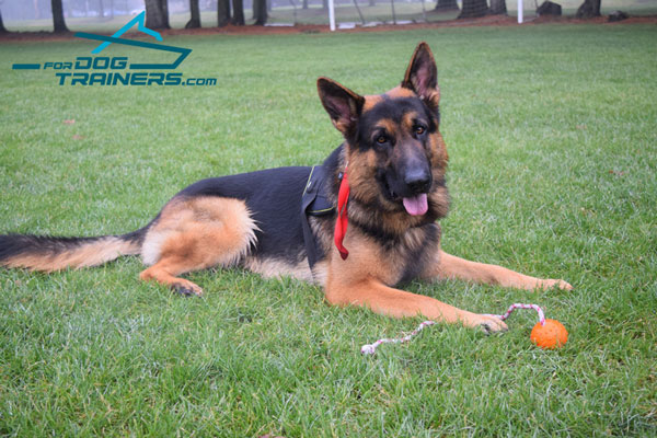 Light in Weight Nylon German Shepherd Harness - Comfy Wear