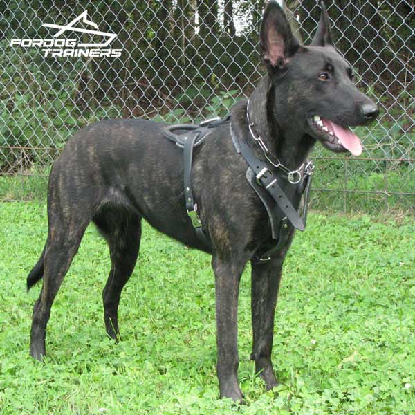 Dutch Shepherd Feels Good in Training Leather Harness