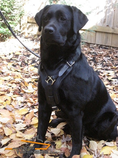 Padded Leather Harness for Harley Daily Activity