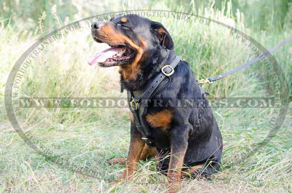 Y-shaped training dog harness for Rottweiler