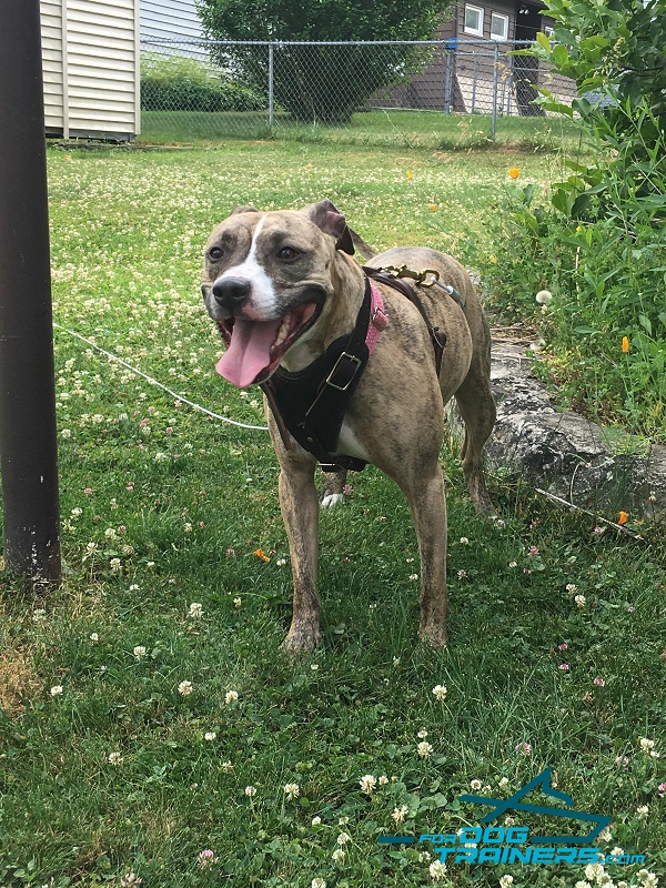 Zara Pitbull Wearing Leather Dog Harness for Pitbulls