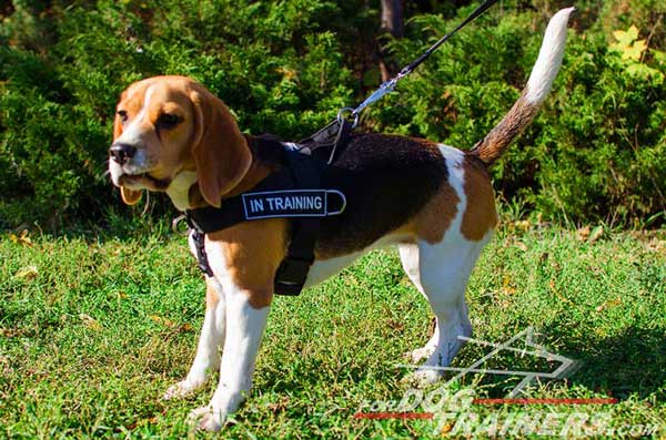 Beagle Harness Nylon Made with Identification Patches On Both Sides