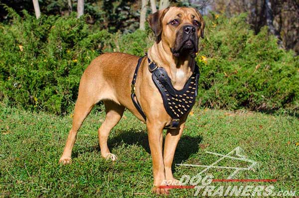 Cane Corso Black Leather Harness Spiked for Walking in Beauty