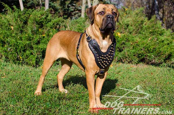 Harnesses - Dante's Closet  Luxury Dog Leather Products.