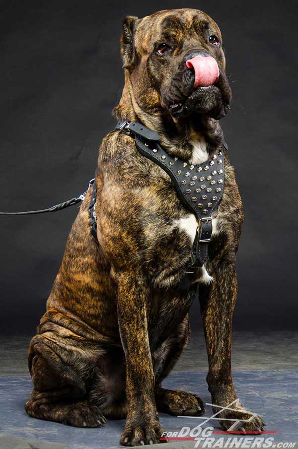Cane Corso Leather Harness Cone Studded Exclusive Design