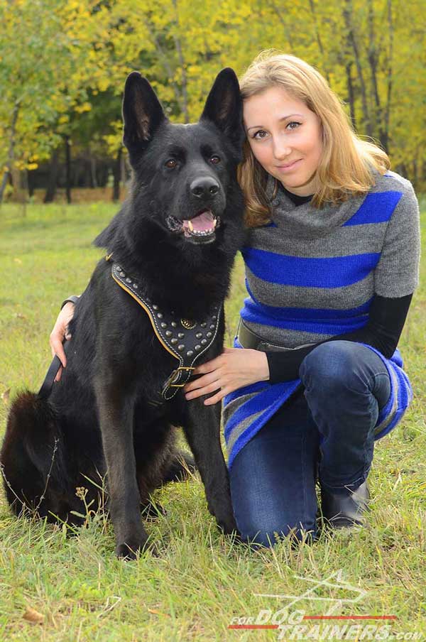 Dog Harness Made of Full Grain Leather Decorated for German Shepherd