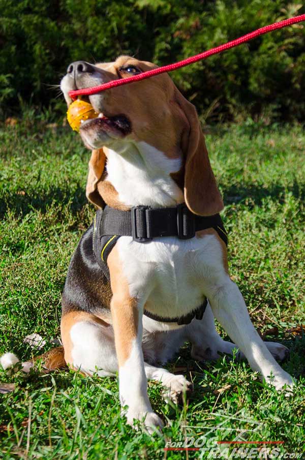 Indispensable Nylon Dog Harness Make The beagle Interested In Various Games