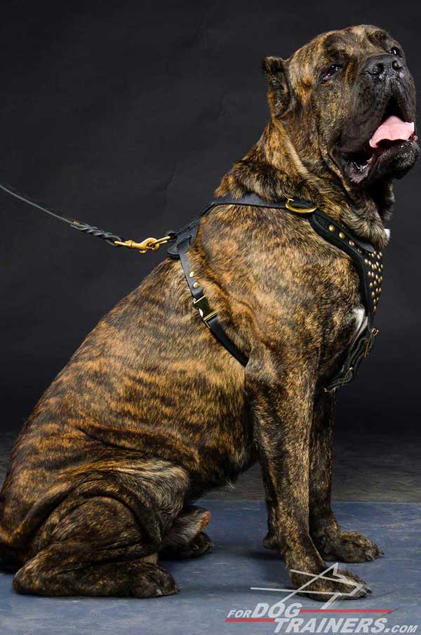 Leather Dog Harness Easy-to-Adjust Properly Fitting for Cane Corso