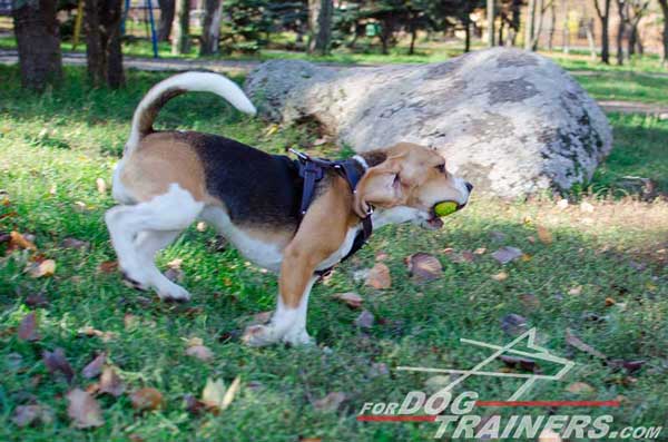 Dog Harness Leather Meant for Beagle's Everyday Wearing 