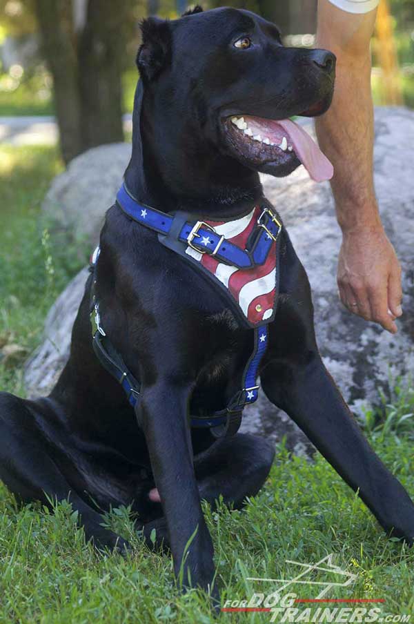 Leather Cane Corso Harness Fashion Hand Painted In American Flag
