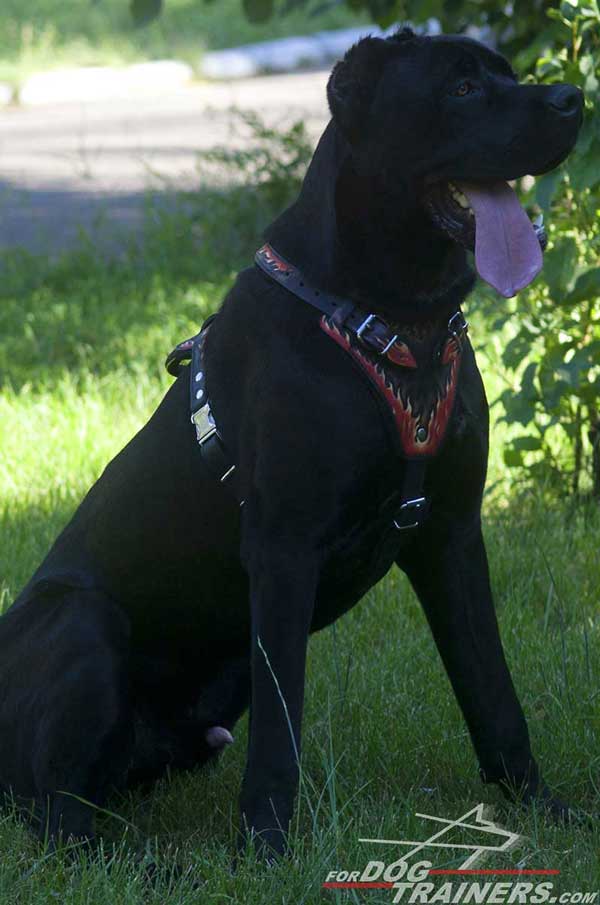 Leather Cane Corso Harness Flamy Hand Painted for Agitation Work