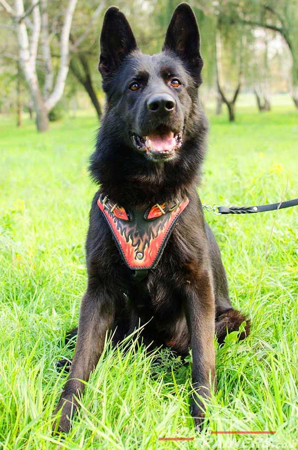 Exclusive German Shepherd Harness Flamy Design