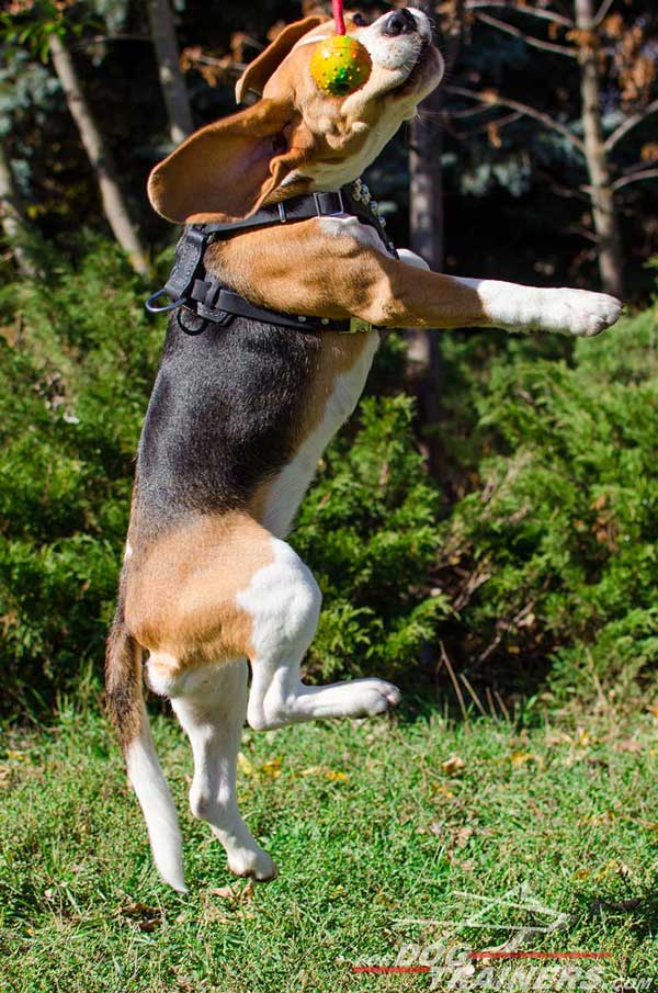 Lightweight Leather Beagle Harness Causes No Discomfort for The Pet