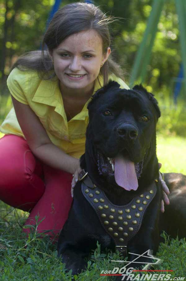 Leather Cane Corso Harness with Studded Decoration for Walking