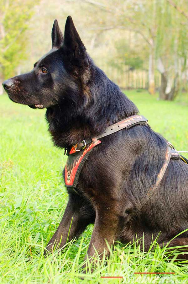 Leather Dog Harness Well-Made to Follow The Torso's Lines