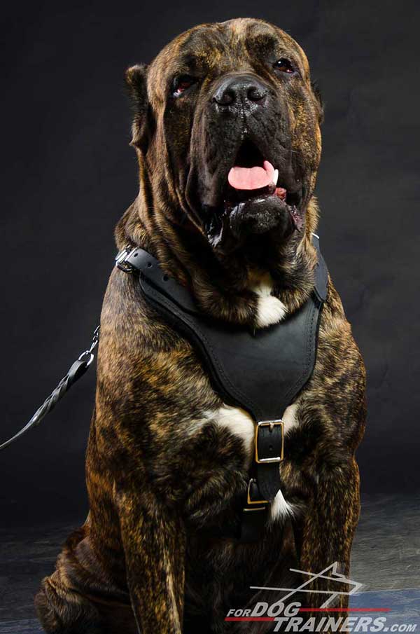 Safe Walking Leather Dog Harness for Cane Corso 