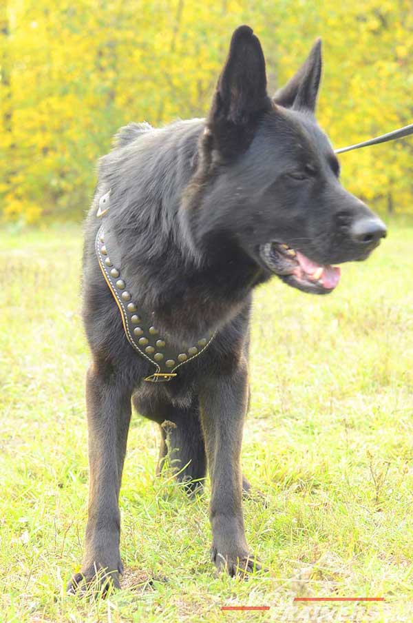 German Shepherd Harness Padded with Nappa Leather Comfortable