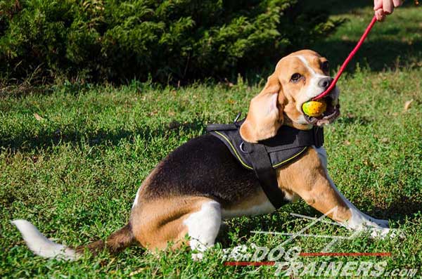 Nylon Beagle Harness Lightweight Meant for Long-Time Wear