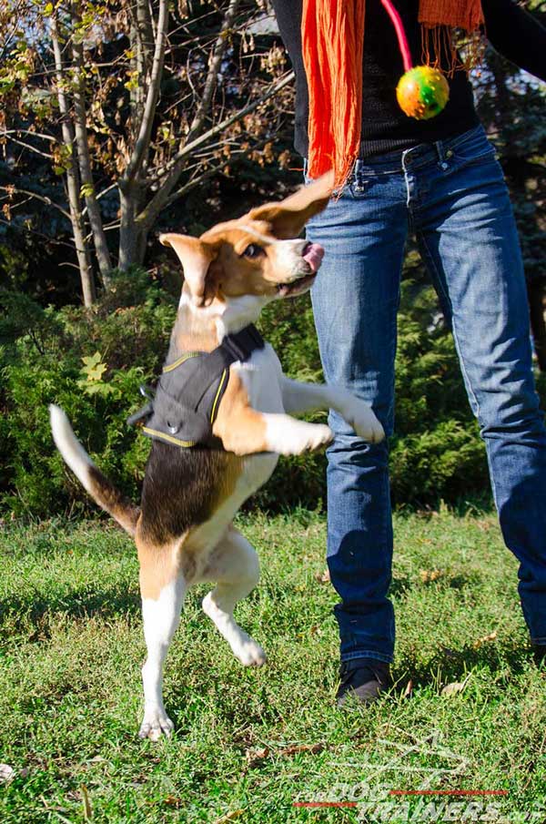 Pulling Nylon Dog Harness Allows The Full Motion of The Beagle's Head, Shoulders, Neck, Legs