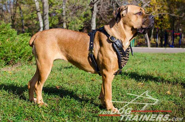 Spiked Dog Harness Leather for Showing Cane Corso Off