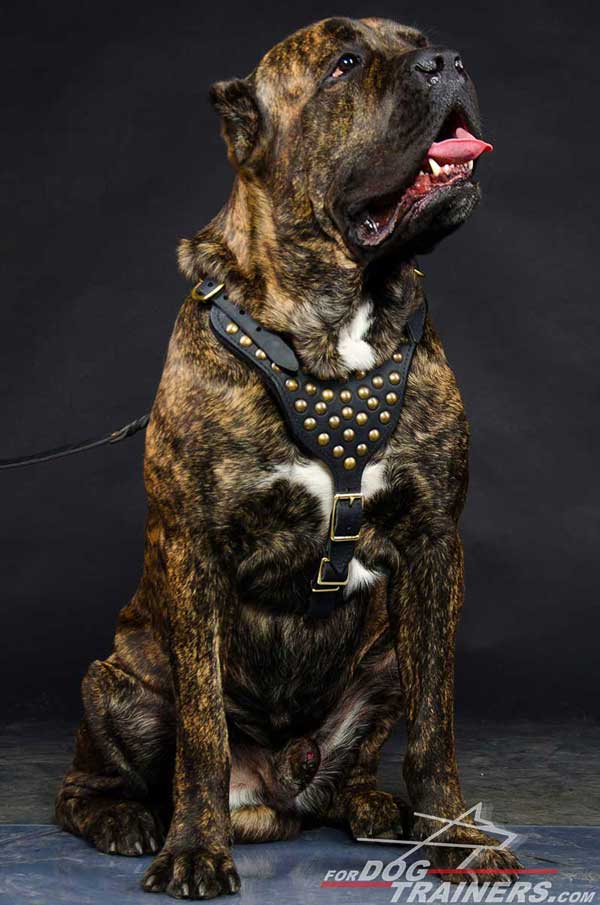 Leather Cane Corso Harness Skillfully Studded Beautiful Design