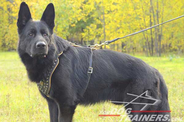 Leather German Shepherd Harness Padded from Inside with Support Material