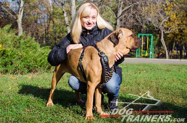 Walking Cane Corso Harness Leather Stylish Presentation Handcrafted