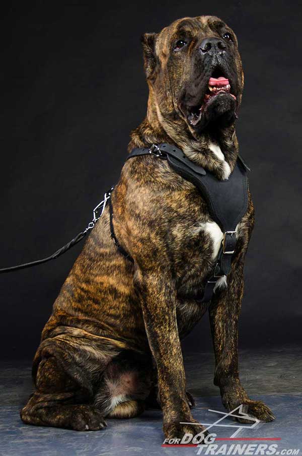 Walking Cane Corso Harness Made of Perfect Leather 