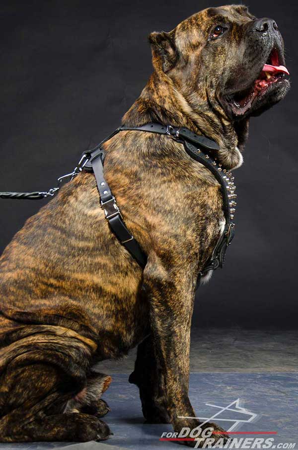 Leather Decorated Dog Harness Well-Fitting for Cane Corso's Comfort