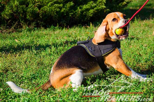 Beagle Harness Nylon Equipped With Two Wide Straps