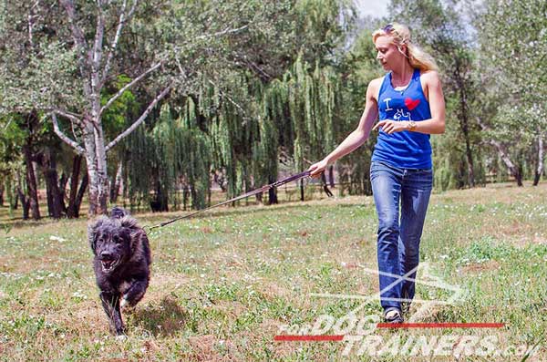 Strong Caucasian Shepherd Leash