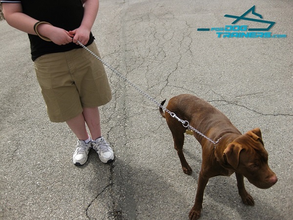 Amazing Dog Leash with Super Strong Hardware