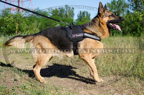 best leather leash for german shepherd